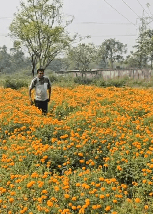 Marigold (Genda) plantation, cultivation in India 