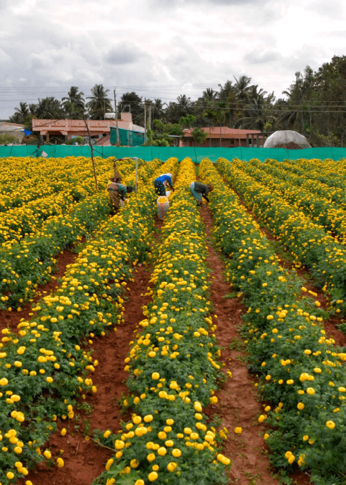 Marigold (Genda) plantation, cultivation in India 