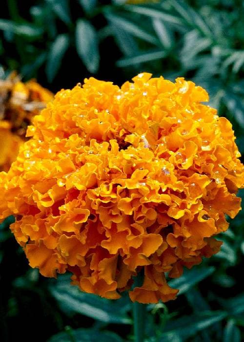 Marigold Varieties in India 
