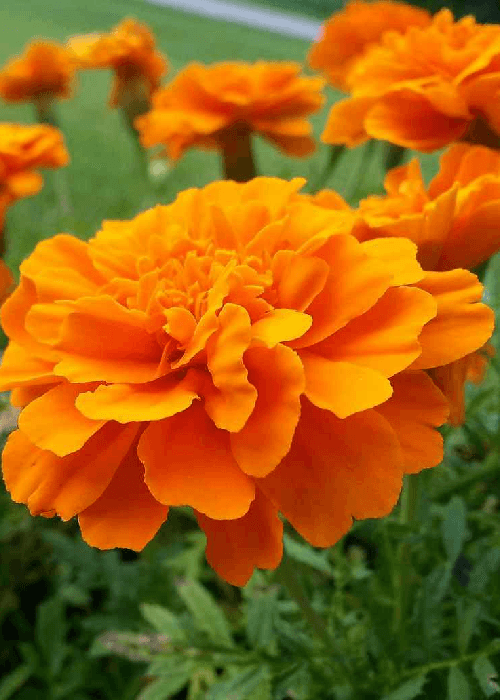 Marigold Varieties in India 