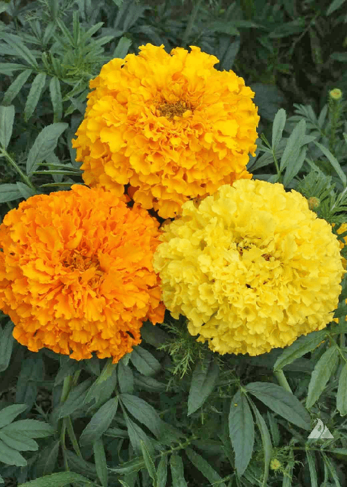Marigold Genda Varieties in India 