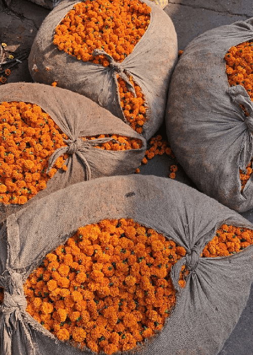 Genda phool in India