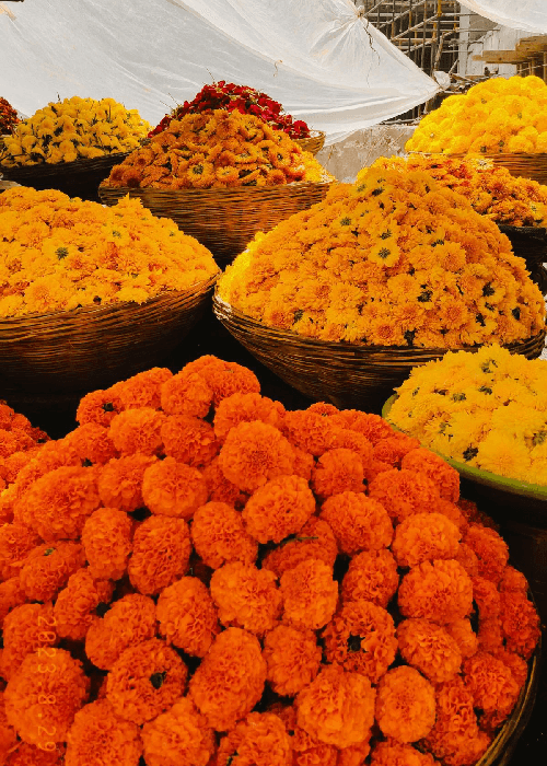 Marigold Flower 