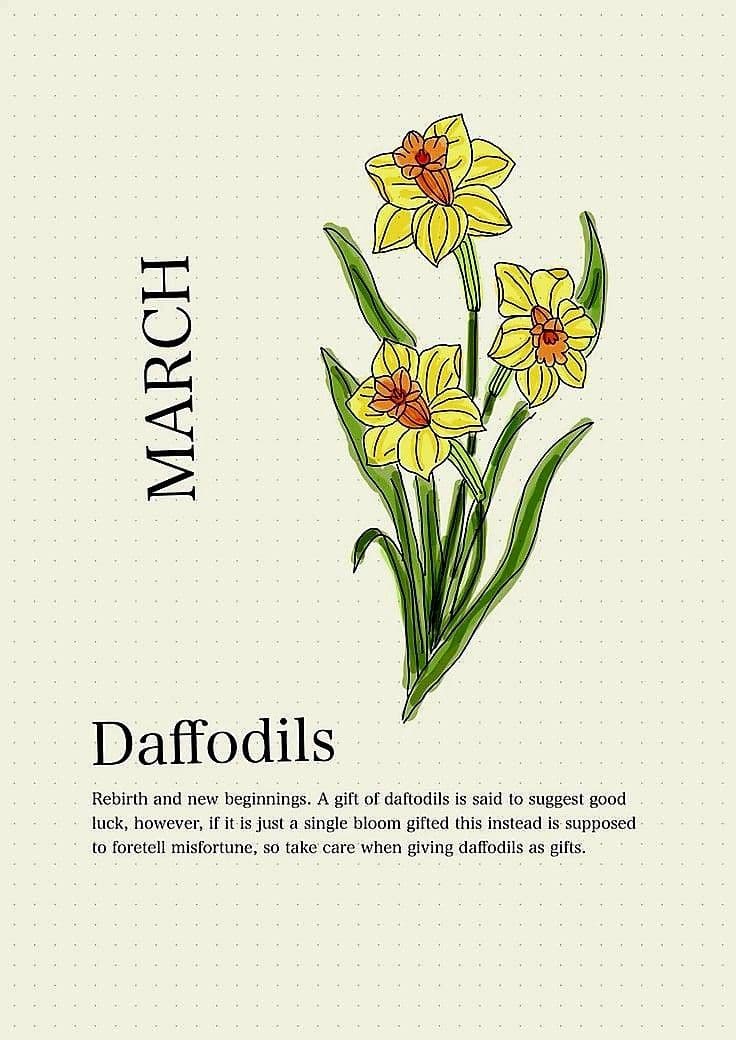 Daffodil in early spring light, representing traditional folklore and the seasonal roots of birth flowers