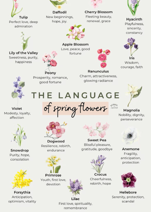 Floers representing floriography, the traditional language of flowers