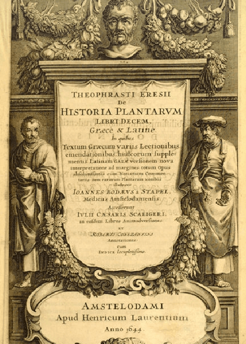 Theophrastus about rose Cultivation history and story 