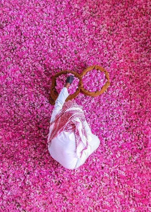 Rose Cultivation history and story 