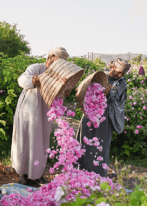 Rose Cultivation history and story 