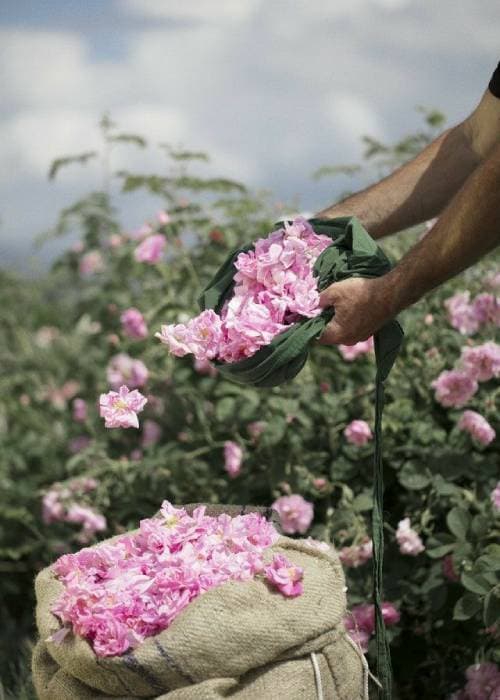 Rose Cultivation history and story 