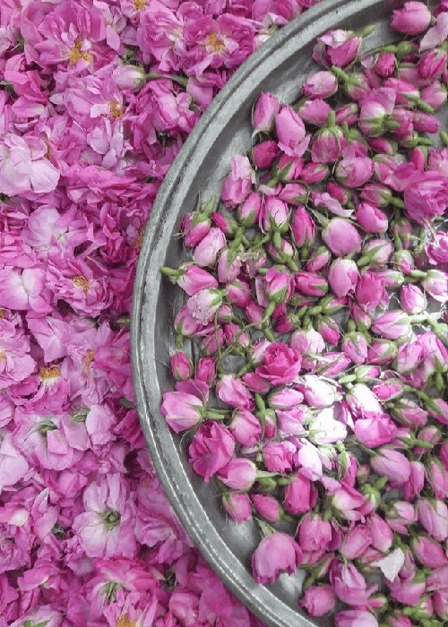 Pink Persian Rose used for making rose oil and rose water 