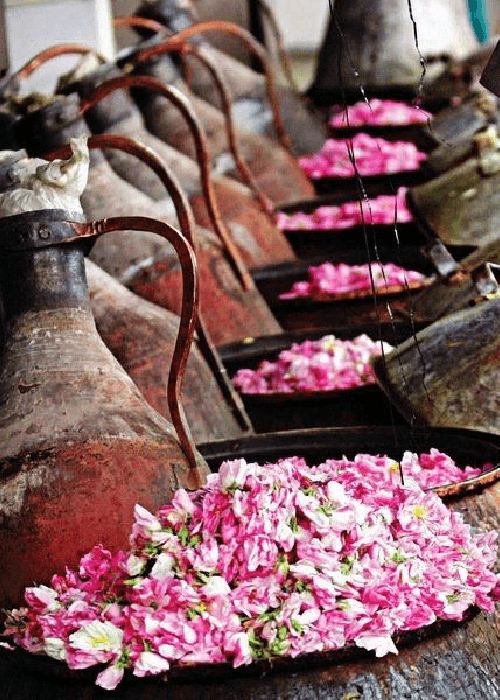 Pink Persian Rose used for making rose oil and rose water 