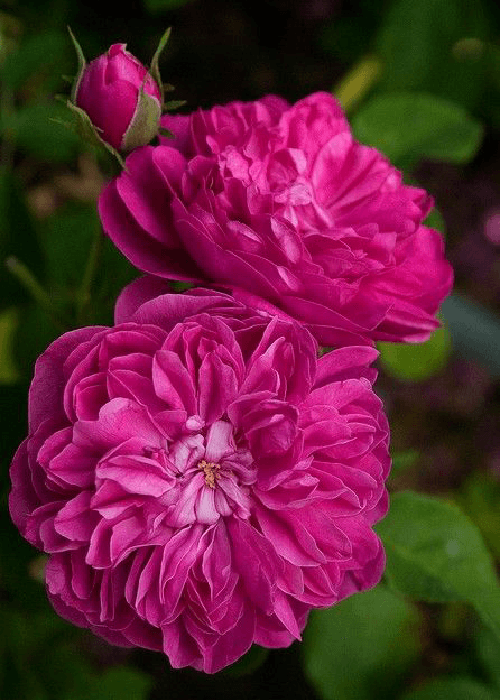 The fragrant Damask rose (Rosa Damascena) in india from persia 