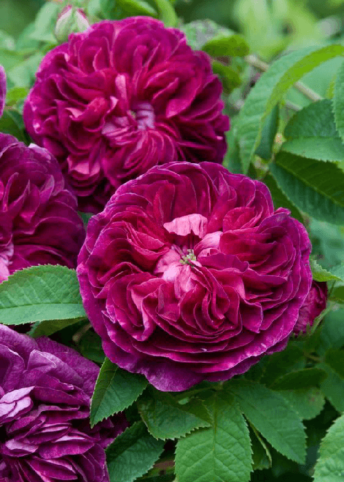 The fragrant Damask rose (Rosa Damascena) in india from persia 