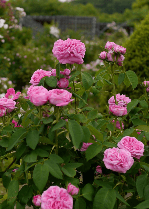 The fragrant Damask rose (Rosa Damascena) in india from persia 