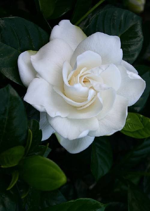 Different colours of roses and what they mean 