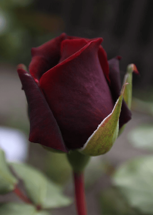 Different colours of roses and what they mean 