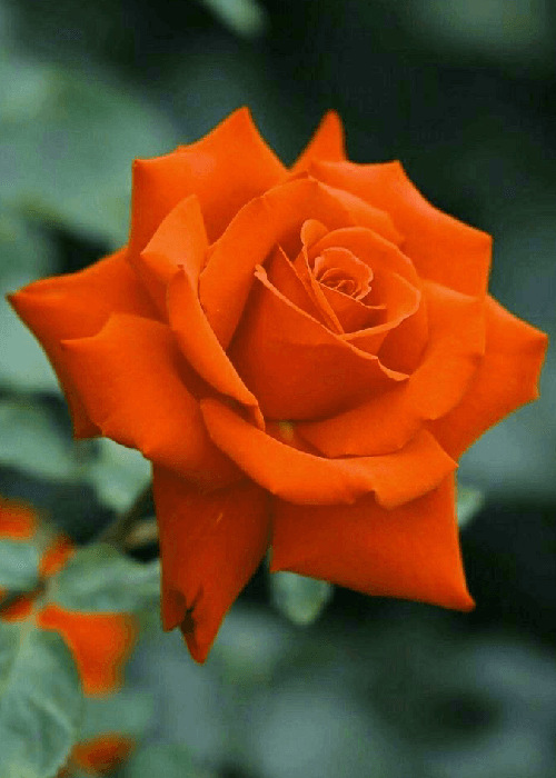 Different colours of roses and what they mean 