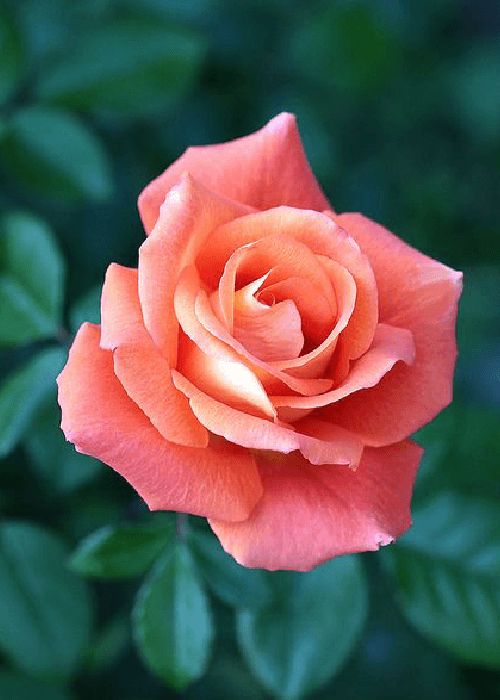 Different colours of roses and what they mean 
