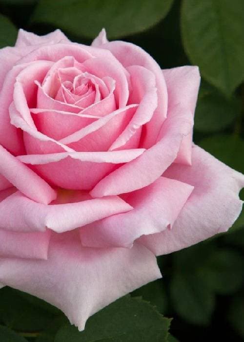 Different colours of roses and what they mean 