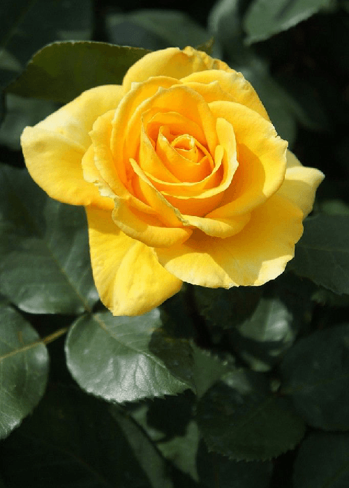 Different colours of roses and what they mean 