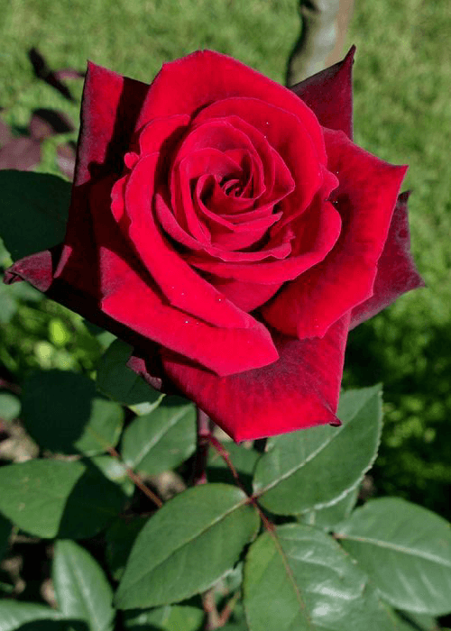 Different colours of roses and what they mean 