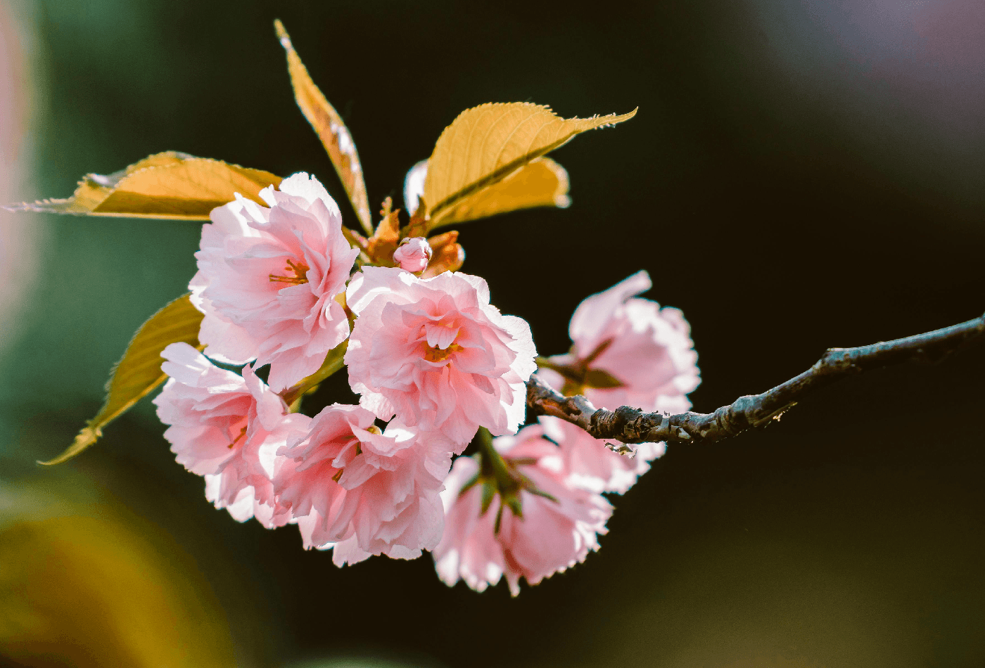 Cherry blossom flower showing delicate stamens during spring season
