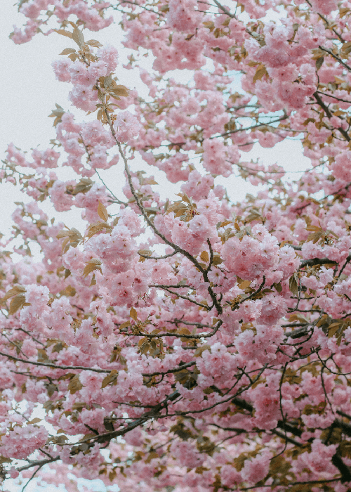 Cherry blossom bloom during spring season in Japan
