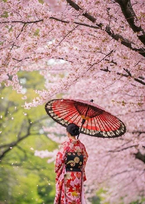 Cherry blossom bloom during spring season in Japan