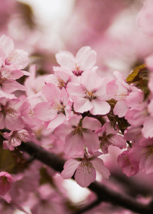 Cherry blossom bloom during spring season in Japan