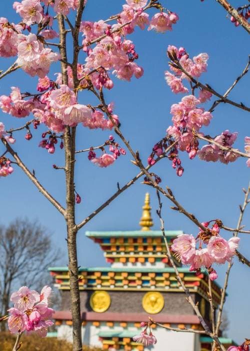 Cherry blossom bloom in India 