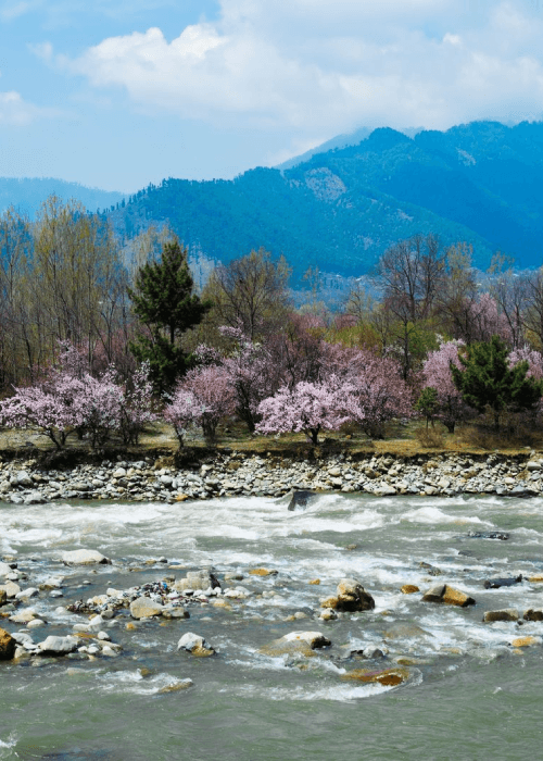 Cherry blossom bloom in India 