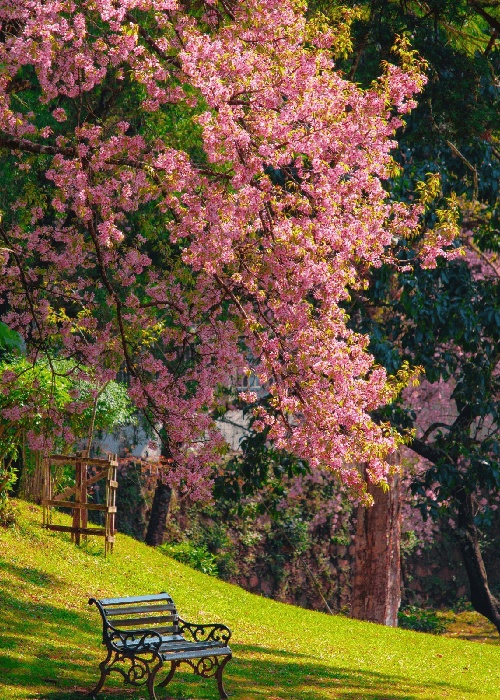 Cherry blossom bloom in India 