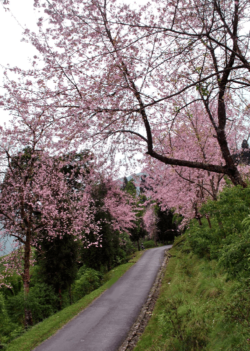 Cherry blossom bloom in India 