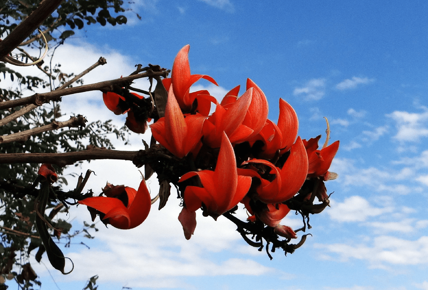 Palash flower blooming in bright orange with branches against blue sky in Indian summer