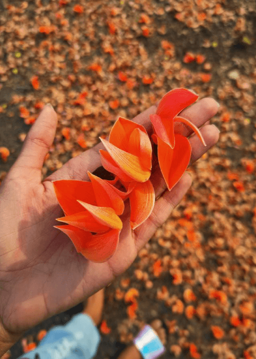 Palash flower in bright orange bloom on tree branches. State Flower of Jharkhand and UP 