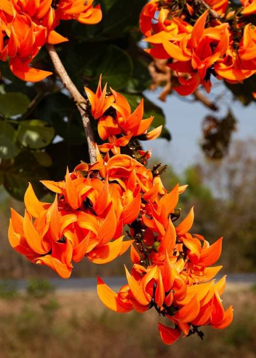 Palash flower in bright orange bloom on tree branches. State Flower of Jharkhand and UP 