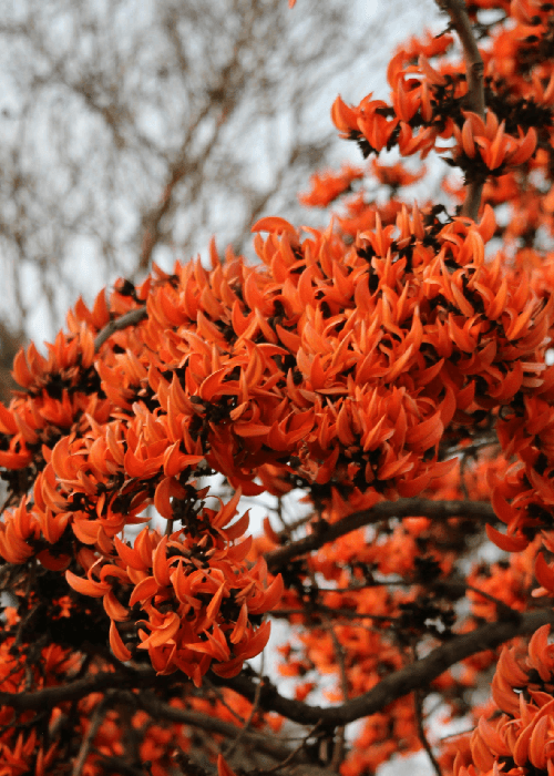 Palash flower in bright orange bloom on tree branches. State Flower of Jharkhand and UP 