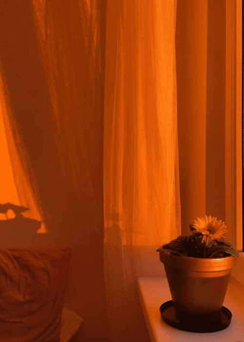 Plaash flower color floral home furnishings by phoolbagan The floral way of living 