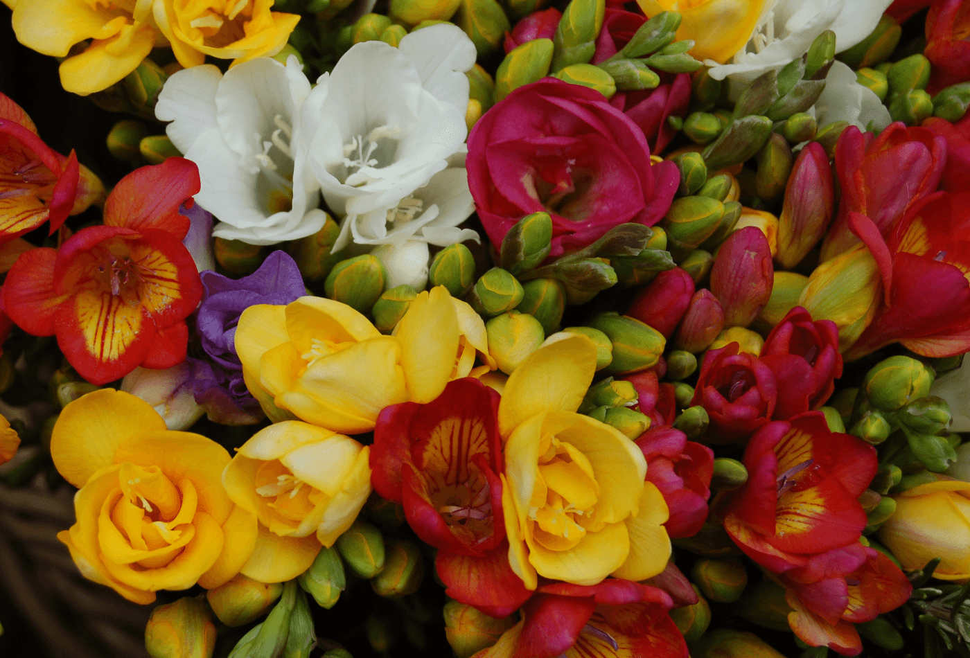 Indian state flowers concept showing different regional flowers across India