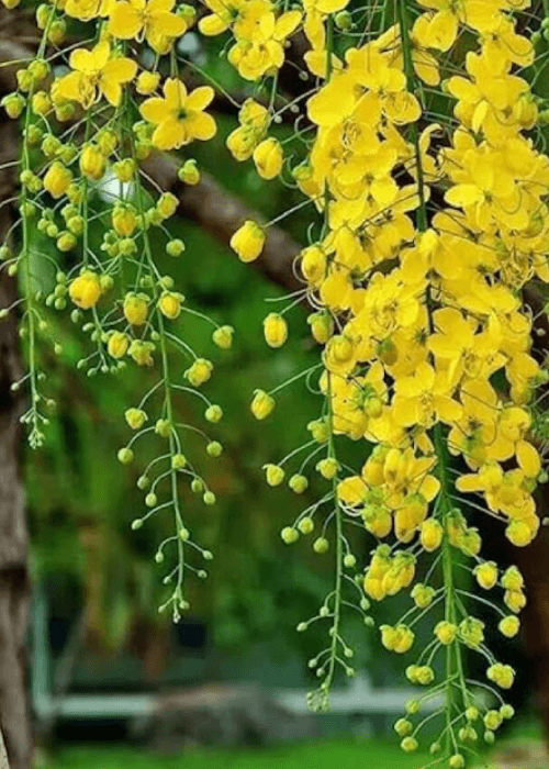 Golden shower tree with cascading yellow flowers, Kerala state flower Amaltas