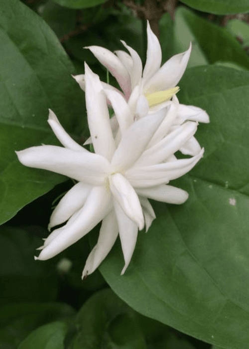 Andhra Pradesh and Telangana state flower | Phoolbagan floral home furnishings 