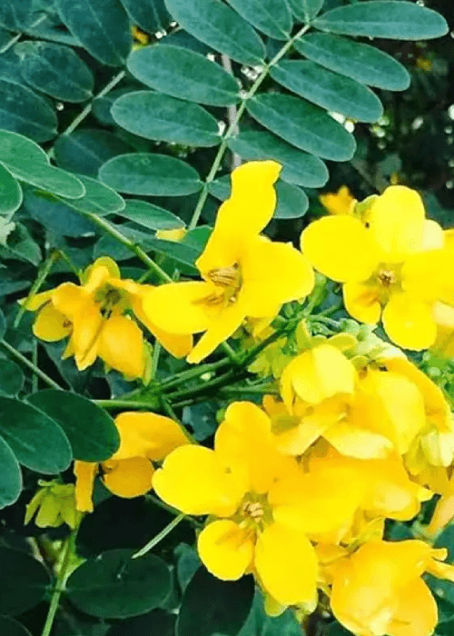 Andhra Pradesh and Telangana state flower | Phoolbagan floral home furnishings 