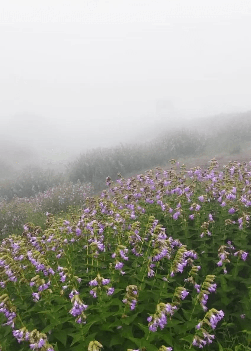Wildflowers blooming across Kaas Plateau in Maharashtra during monsoon season, featured in India’s most beautiful flower festivals and seasonal bloom landscapes article.