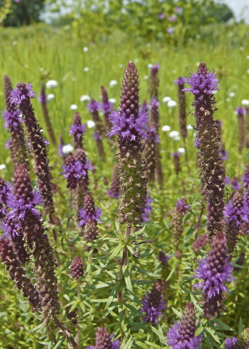Wildflowers blooming across Kaas Plateau in Maharashtra during monsoon season, featured in India’s most beautiful flower festivals and seasonal bloom landscapes article.