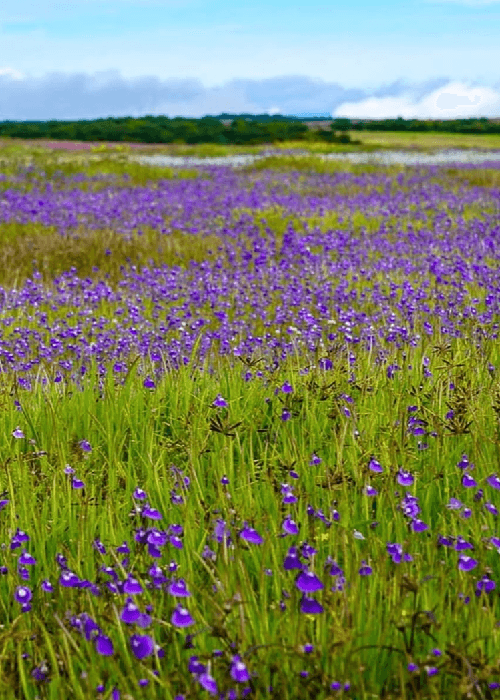 Wildflowers blooming across Kaas Plateau in Maharashtra during monsoon season, featured in India’s most beautiful flower festivals and seasonal bloom landscapes article.