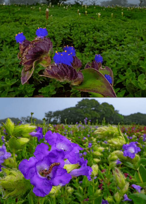 Wildflowers blooming across Kaas Plateau in Maharashtra during monsoon season, featured in India’s most beautiful flower festivals and seasonal bloom landscapes article.