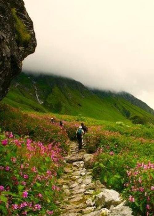 Valley of Flowers National Park in Uttarakhand covered with colourful Himalayan wildflowers during monsoon bloom season, one of the most beautiful flower landscapes in India.