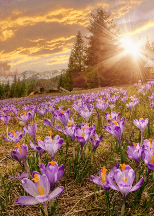 Valley of Flowers National Park in Uttarakhand covered with colourful Himalayan wildflowers during monsoon bloom season, one of the most beautiful flower landscapes in India.