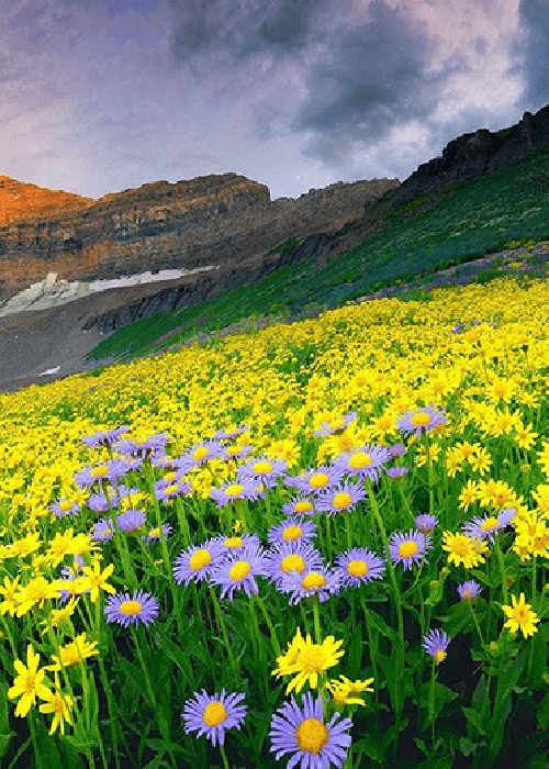 Valley of Flowers National Park in Uttarakhand covered with colourful Himalayan wildflowers during monsoon bloom season, one of the most beautiful flower landscapes in India.