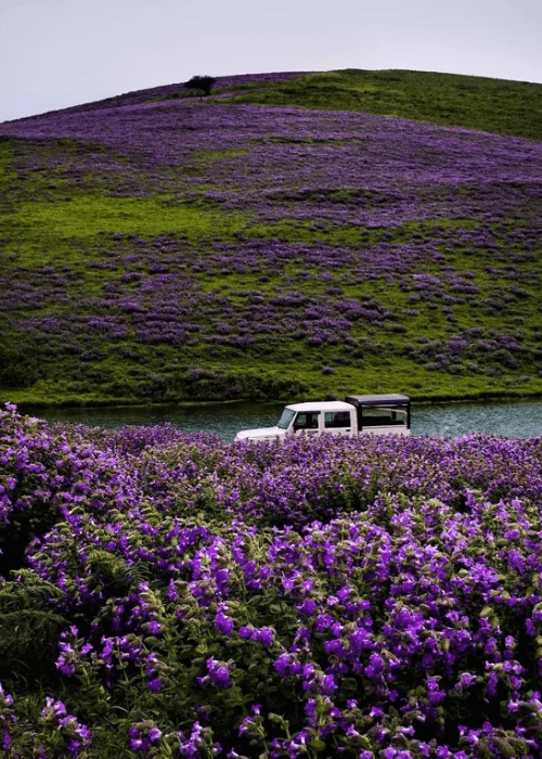 Neelakurinji flowers blooming across the hills of Munnar in Kerala during the rare 12-year bloom season in the Western Ghats.